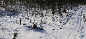 Natuurbegraven in Friesland