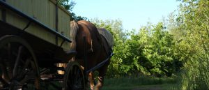 Paard en wagen